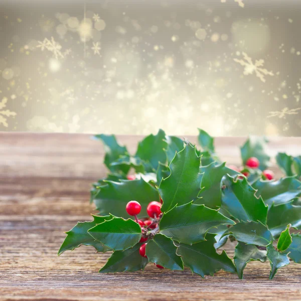 Holly fresh branch — Stock Photo, Image