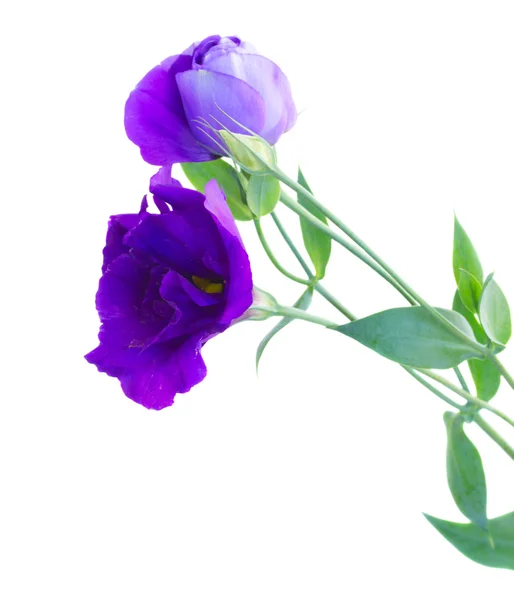 Boeket van violet eustoma bloemen — Stockfoto