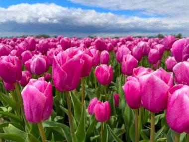 Pembe lale tarlası ufuk çizgisine kadar uzanıyor, dramatik bulutlu gökyüzünün altında sonsuz sayıda canlı çiçek açıyor, çiğ taneli yapraklar, yumuşak ilkbahar ışığı, pastoral çiftlik