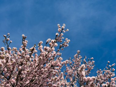 Badem ağacı pembe çiçek, Santiago del Teifde, Tenerife 'de bahar ziyafeti