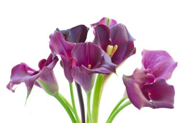 Calla lilly flowers clipart