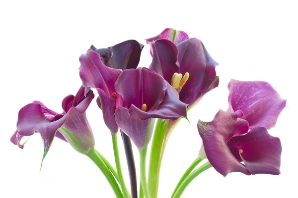 Calla-Lilienblüten — Stockfoto