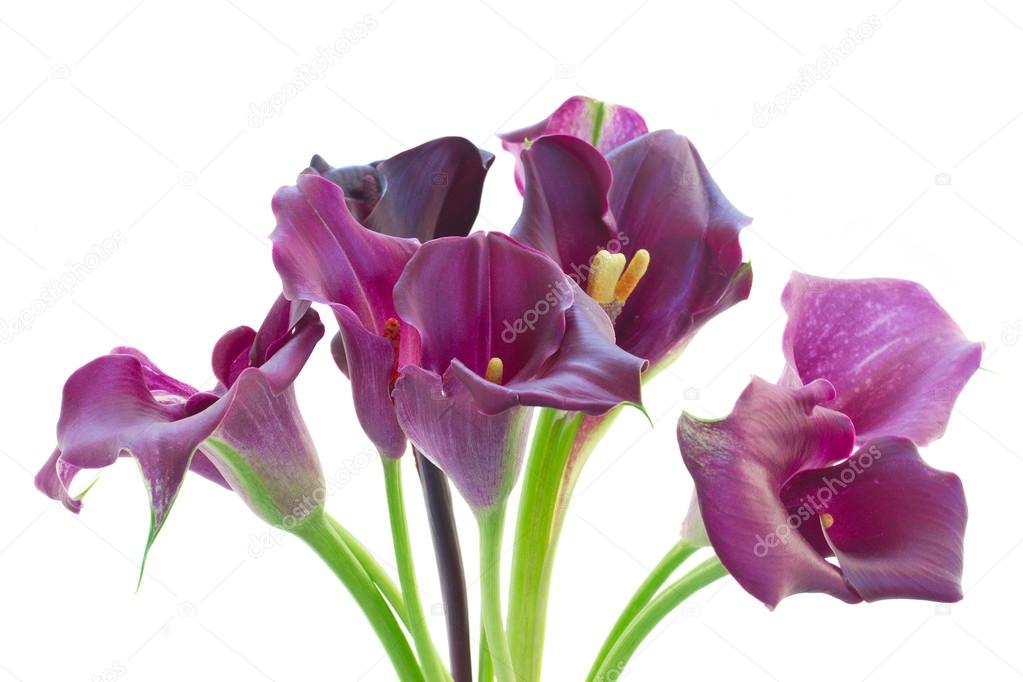 Calla lilly flowers