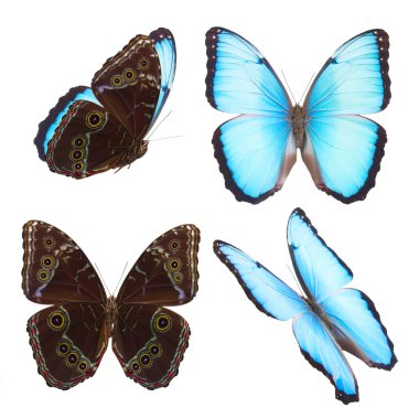 Mavi Morpho Kelebeği