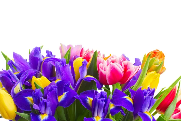 Tulipani primaverili e iris — Foto Stock