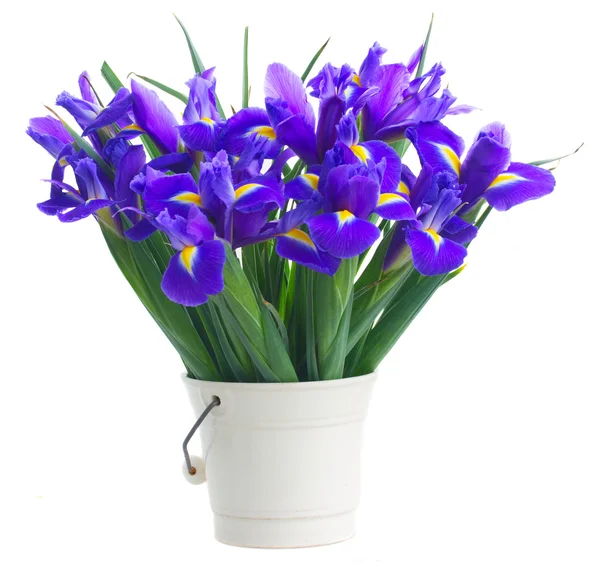Voorjaar blauw irissen — Stockfoto