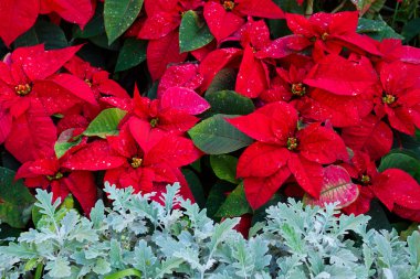 Poinsetia çiçek flowerbed