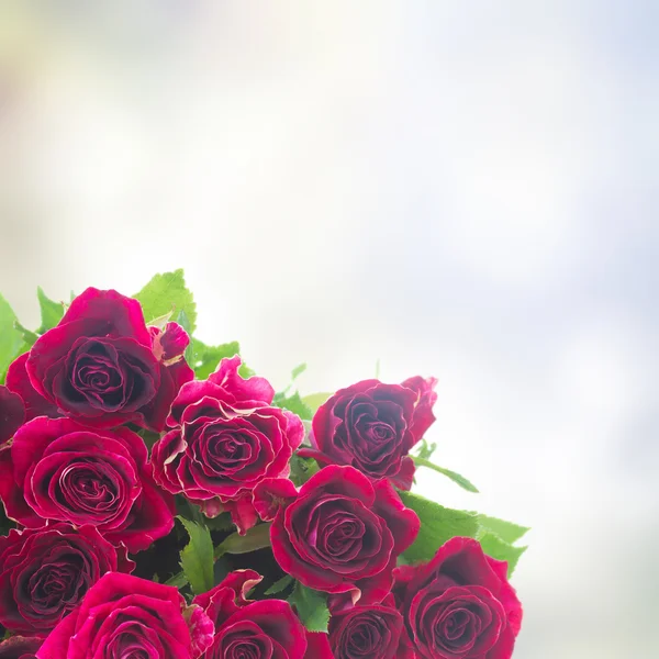 Kırmızı ve pembe güller kenarlığını — Stok fotoğraf
