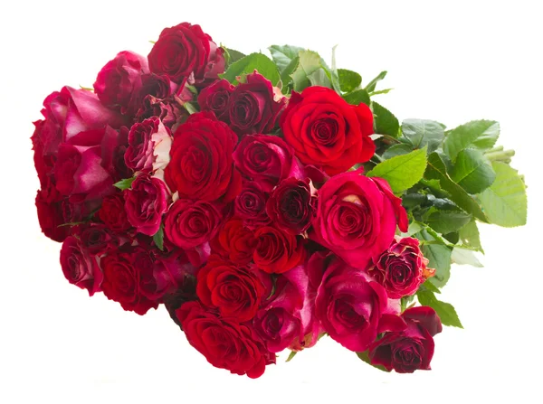 Szegély, piros és rózsaszín rózsa — Stock Fotó