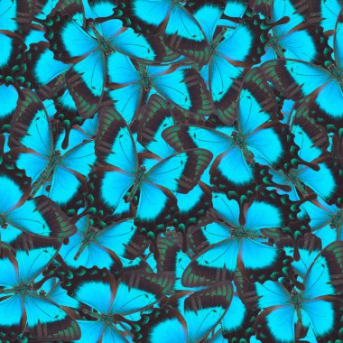 Deniz yeşili Swallowtail kelebek