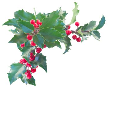 Holly şube boder