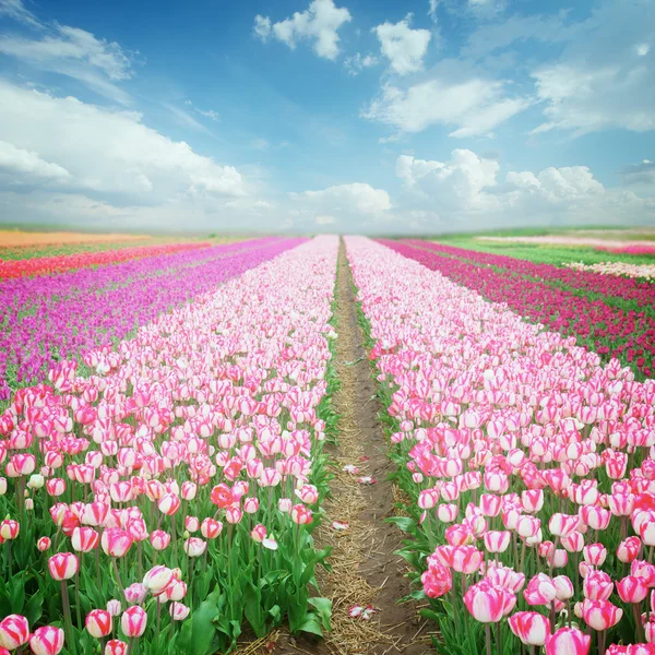 Dutch pink  tulip fields — Stock Photo, Image