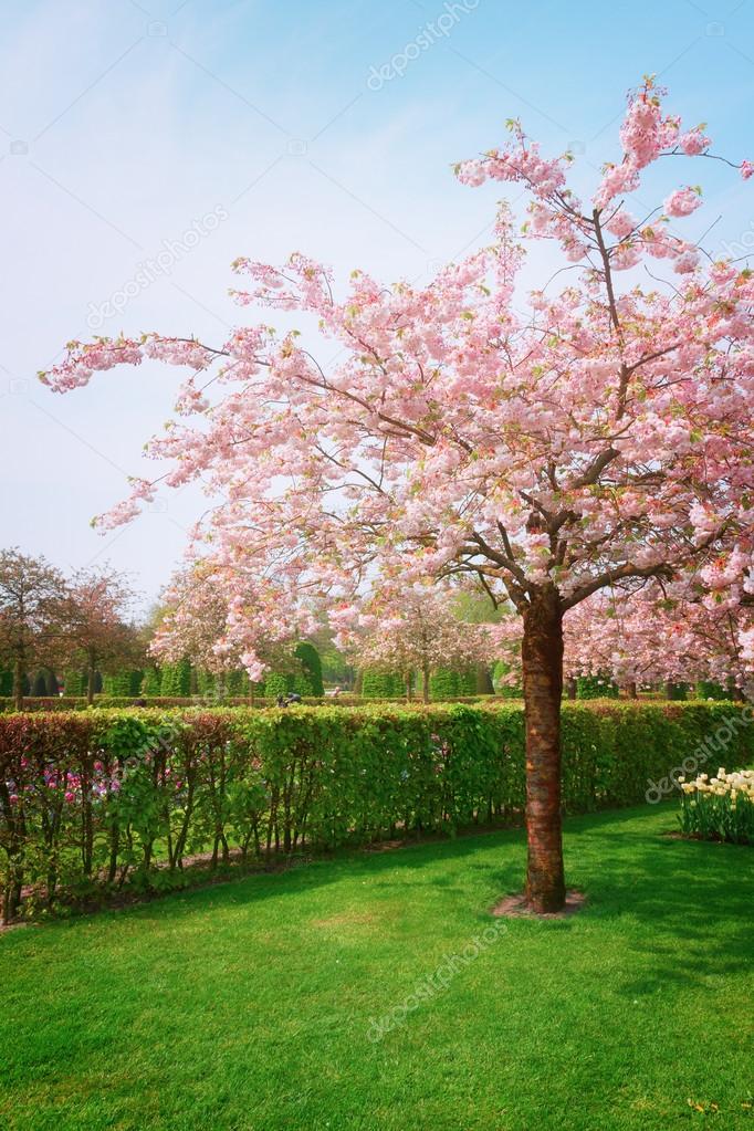 Keukenhof garden, Netherlands
