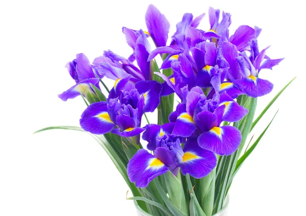 Vår blå Iris — Stockfoto