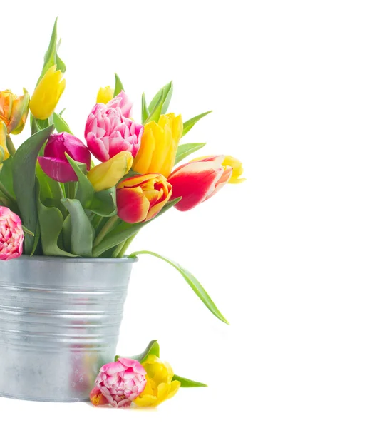 Весенние тюльпаны и ирисы — стоковое фото