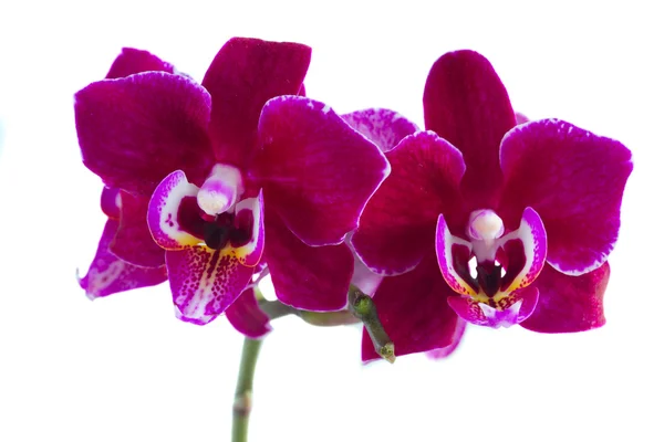 Kaksi violettia orkidea — kuvapankkivalokuva