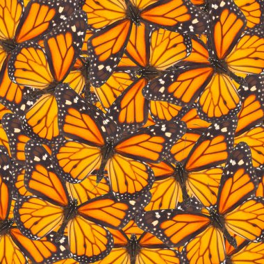 Orange monarch  butterfly clipart