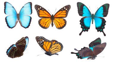 Mavi Morfo hükümdar ve deniz yeşili Swallowtail kelebek