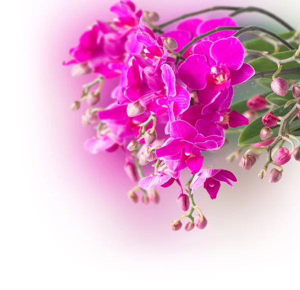 Purple orchid branch — Stock Photo, Image