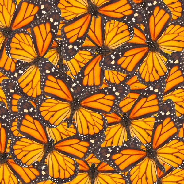 Orangefarbener Monarchfalter — Stockfoto