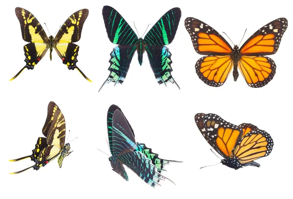 Conjunto mariposas tropicales — Foto de Stock