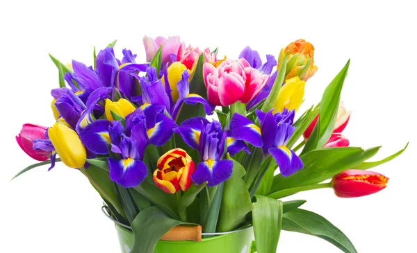 Tulipani primaverili e iris — Foto Stock