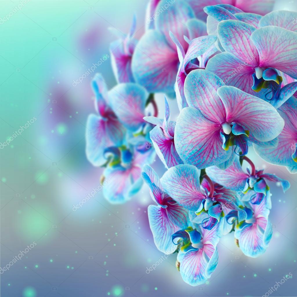Ramo azul da orquídea — Fotografias de Stock © Neirfys #90480642