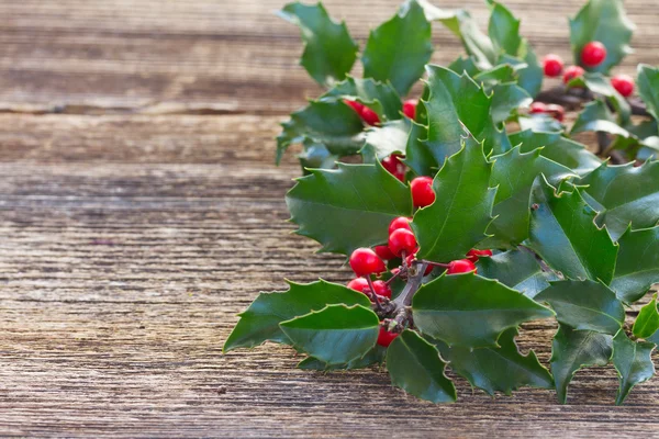 Verse Holly branch — Stockfoto