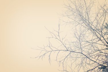 Karlı ağaç dalları