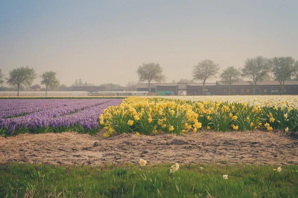 Holandské jarní hyacintové pole květin — Stock fotografie
