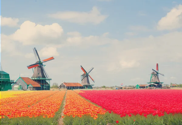 Moinhos de vento holandeses sobre tulipas — Fotografia de Stock