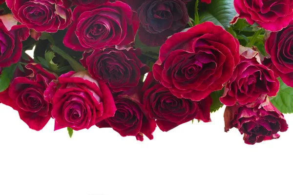 Border of red and pink roses — Stock Photo, Image