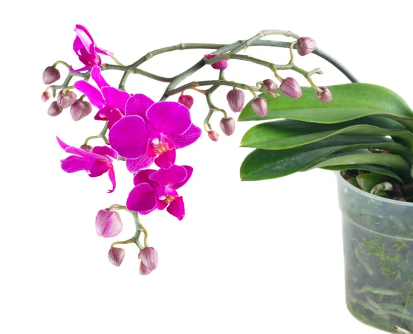 Um bando de orquídeas violetas — Fotografia de Stock