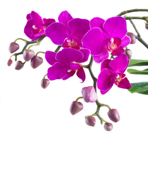 Grup mor orkide — Stok fotoğraf