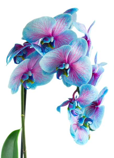 Tige d'orchidées bleues — Photo