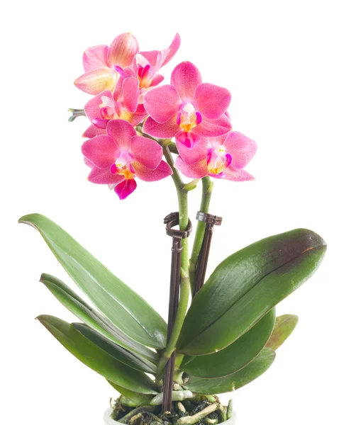 Orquídea rosa fresca em vaso — Fotografia de Stock