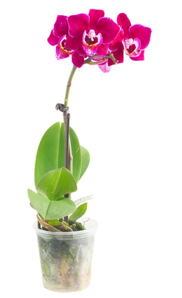 Two violet orchids — Stock Photo, Image