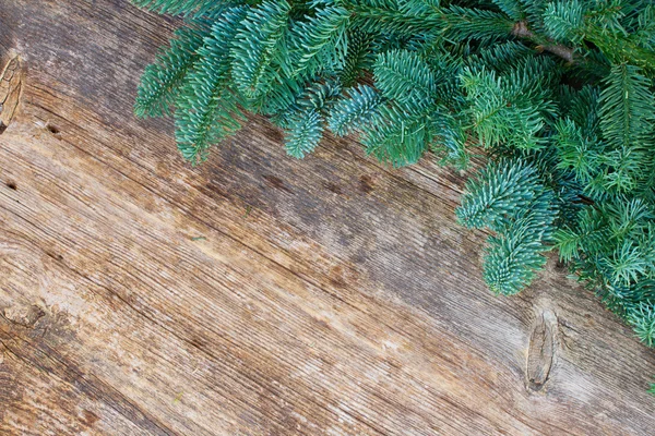 Christmas färska vintergröna träd grenar — Stockfoto