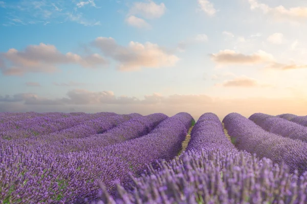 Blommande lavendelfält — Stockfoto