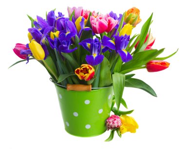 bahar laleleri ve irisler