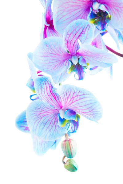 Stem of blue orchids — Stock Photo, Image
