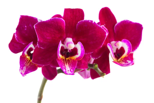 Twee violet orchideeën — Stockfoto