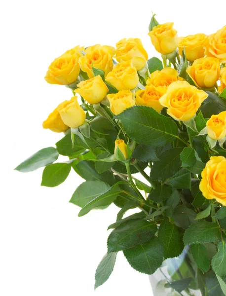 Strauß frischer Rosen — Stockfoto