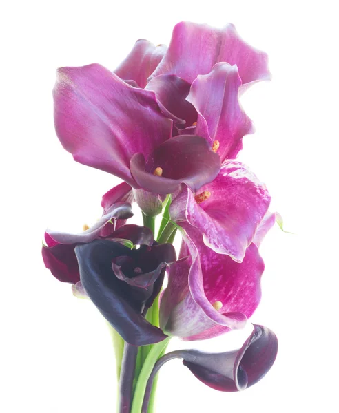 Calla-Lilienblüten — Stockfoto