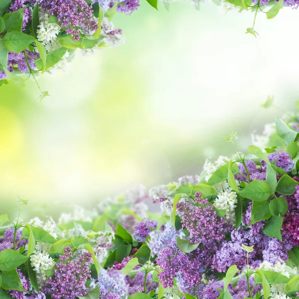 Bush dari Lilac — Stok Foto