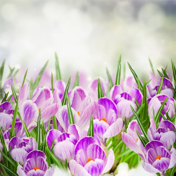 Primavera crocuses close up — Fotografia de Stock