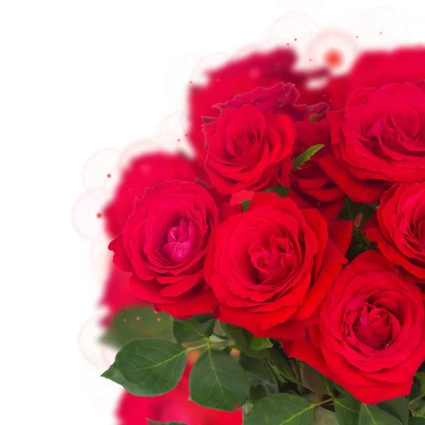 Bouquet of fresh roses — Stock Photo, Image