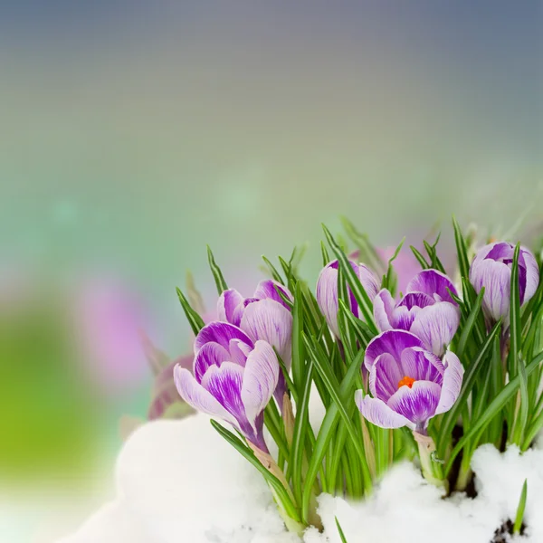 Crocus printaniers sous la neige — Photo