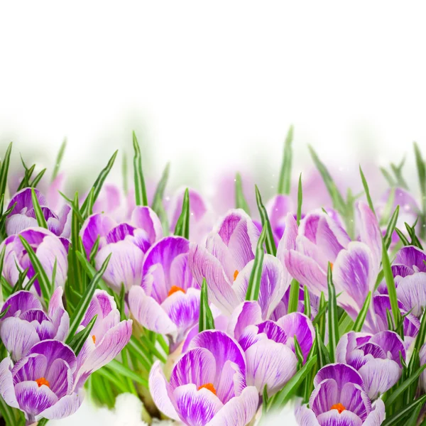 Primavera crocuses close up — Fotografia de Stock