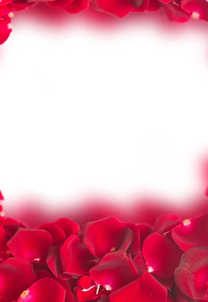濃い赤のバラの花びらのフレーム — ストック写真